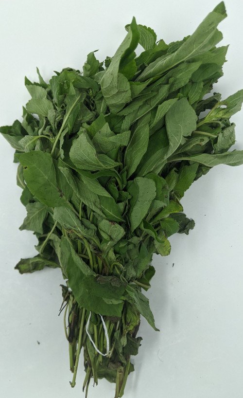 Scent Leaf